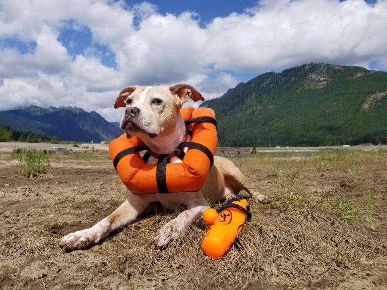 Keeping Your Dog Safe in the Water with Watercollar