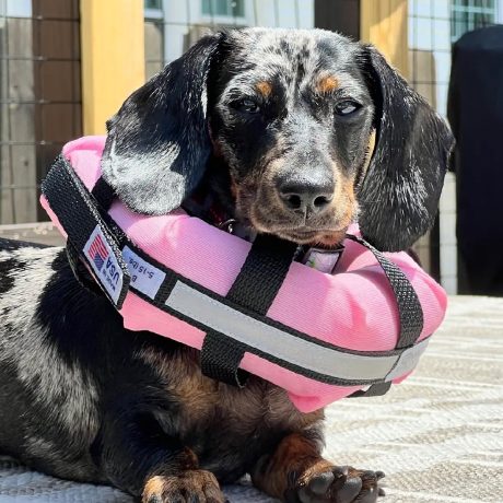 Puppy wearing pink watercollar