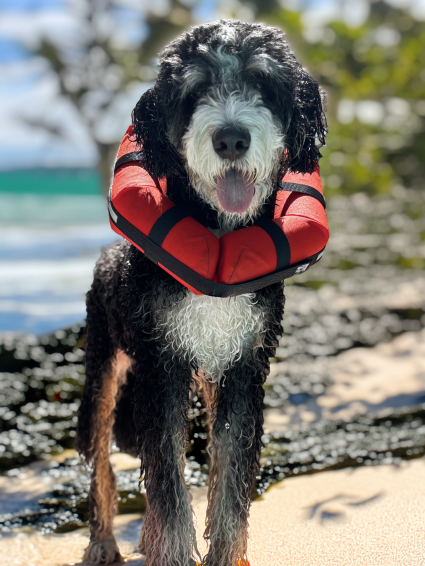 Hank in the HedzUpPets Watercollar