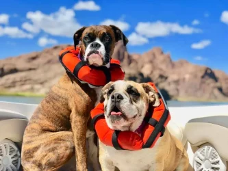two dogs