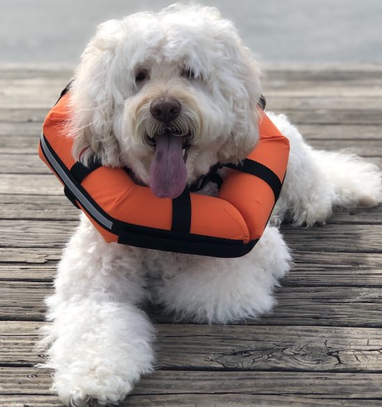 dog wearing life collar