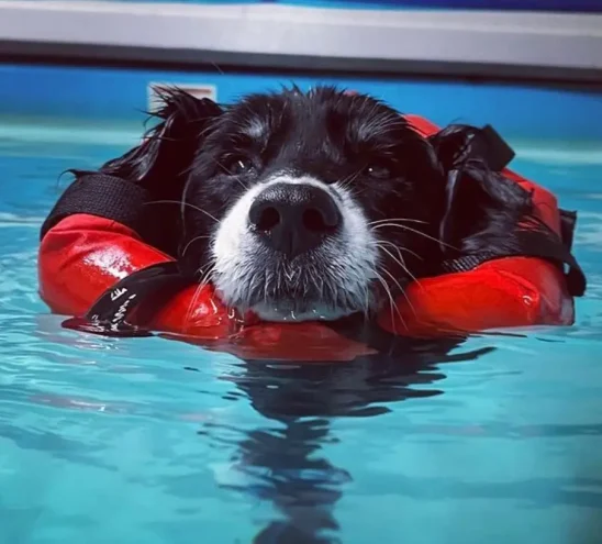 Swimming Dog1
